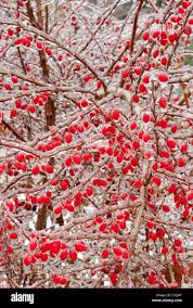 Attēlu rezultāti vaicājumam “Berberis thunbergii fruit”