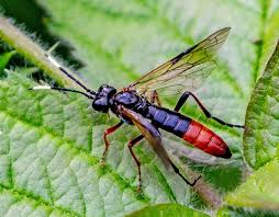 Attēlu rezultāti vaicājumam “Tenthredo scrophulariae exuvia”