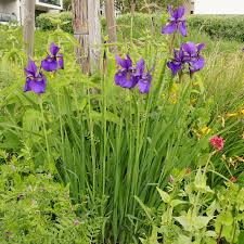 Attēlu rezultāti vaicājumam “Iris sibirica”