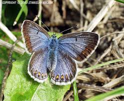 Attēlu rezultāti vaicājumam “Polyommatus icarus female”