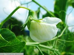 Attēlu rezultāti vaicājumam “Pisum sativum flower”