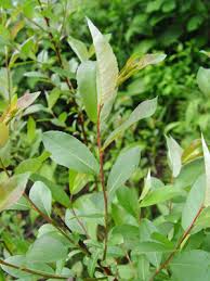 Attēlu rezultāti vaicājumam “Salix myrtilloides leaf”