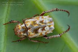 Attēlu rezultāti vaicājumam “Hoplia graminicola”