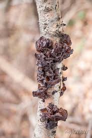 Attēlu rezultāti vaicājumam “Exidia recisa”