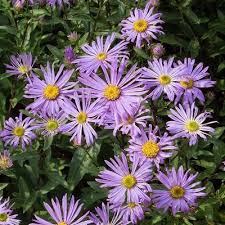 Image result for Aster amellus