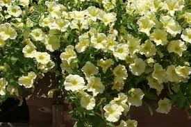 Image result for Petunie