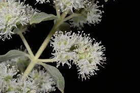 Attēlu rezultāti vaicājumam “Origanum majorana flower”