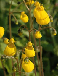 Image result for Calceolaria