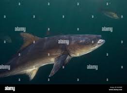 Image result for Rachycentron canadum