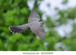 Attēlu rezultāti vaicājumam “Cuculus canorus adult”