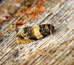 Attēlu rezultāti vaicājumam “Celypha siderana”