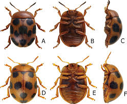 Attēlu rezultāti vaicājumam “Gonioctena”