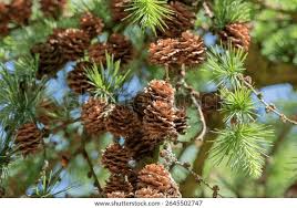 Attēlu rezultāti vaicājumam “Larix”