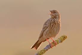 Attēlu rezultāti vaicājumam “Anthus trivialis”