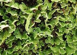 Attēlu rezultāti vaicājumam “Cladonia coniocraea”