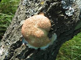 Attēlu rezultāti vaicājumam “Fuligo septica cf. rufa spores”