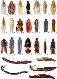 Attēlu rezultāti vaicājumam “Cicadellidae”