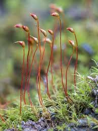 Attēlu rezultāti vaicājumam “Dicranella schreberiana”