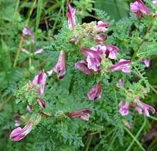 Attēlu rezultāti vaicājumam “Pedicularis palustris”