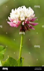 Attēlu rezultāti vaicājumam “Trifolium hybridum flower”