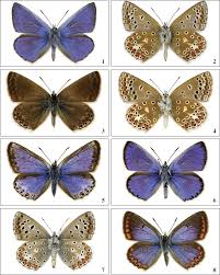 Attēlu rezultāti vaicājumam “Polyommatus icarus male”