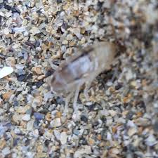 Attēlu rezultāti vaicājumam “Talitrus saltator”