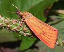 Attēlu rezultāti vaicājumam “Diacrisia sannio male”