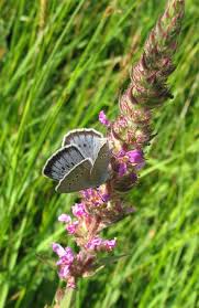 Attēlu rezultāti vaicājumam “Maculinea teleius”