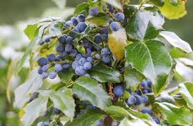 Attēlu rezultāti vaicājumam “Mahonia aquifolium fruit”