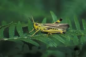 Attēlu rezultāti vaicājumam “Stethophyma grossum”