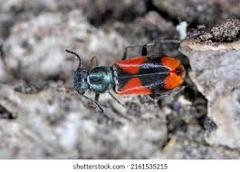 Attēlu rezultāti vaicājumam “Anthocomus rufus”