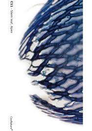 Attēlu rezultāti vaicājumam “Sphagnum angustifolium sporophyte”