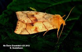 Attēlu rezultāti vaicājumam “Enargia paleacea”