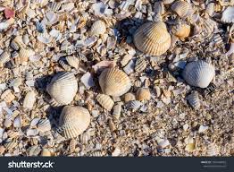 Attēlu rezultāti vaicājumam “Macoma baltica”