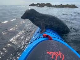 Image result for Tamar Canoe Association