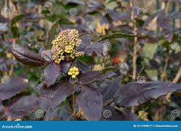 Attēlu rezultāti vaicājumam “Mahonia aquifolium bud”