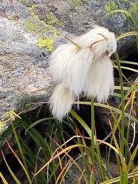 Attēlu rezultāti vaicājumam “Eriophorum gracile fruit”