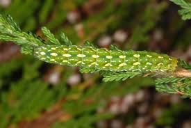 Attēlu rezultāti vaicājumam “Anarta myrtilli”