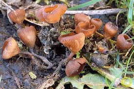 Attēlu rezultāti vaicājumam “Dumontinia tuberosa”