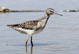 Attēlu rezultāti vaicājumam “Tringa glareola”