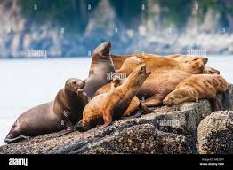 Image result for Eumetopias jubatus