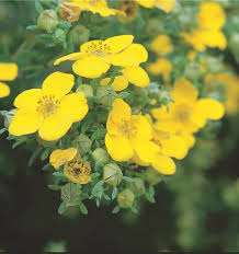 Attēlu rezultāti vaicājumam “Potentilla”