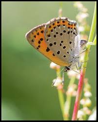 Attēlu rezultāti vaicājumam “Lycaena alciphron underside”