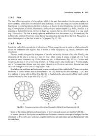 Attēlu rezultāti vaicājumam “Encalypta streptocarpa sporophyte”