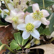 Attēlu rezultāti vaicājumam “Helleborus niger flower”