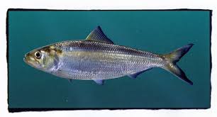 Image result for Alosa alabamae