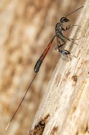 Attēlu rezultāti vaicājumam “Gasteruption jaculator imago”