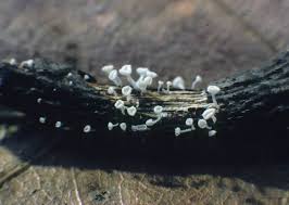 Attēlu rezultāti vaicājumam “Lachnum virgineum”