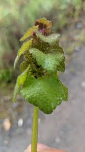 Attēlu rezultāti vaicājumam “Lamium purpureum”
