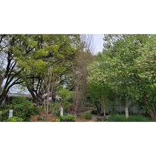 Attēlu rezultāti vaicājumam “Reticularia jurana young”